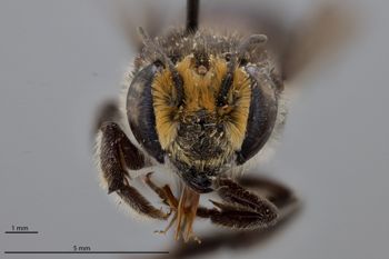 Media type: image;   Entomology 790899 Aspect: head frontal view